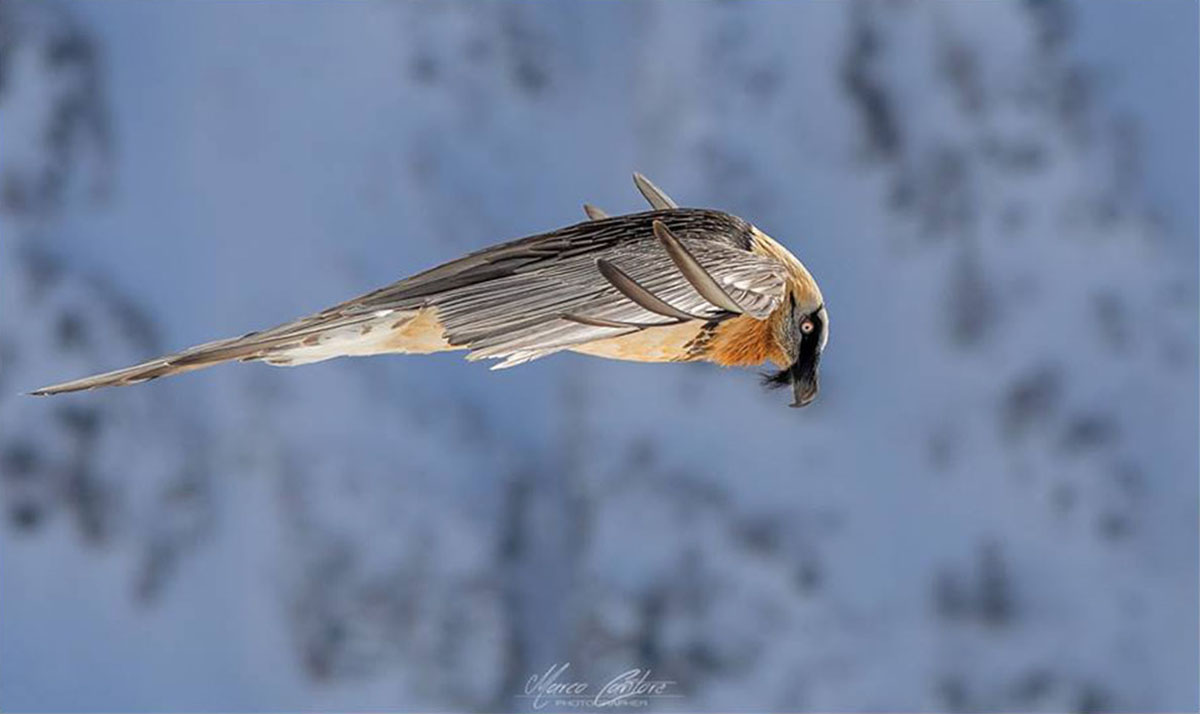 Aerodinamico come un gipeto - Marco Cantore Wild Photo.